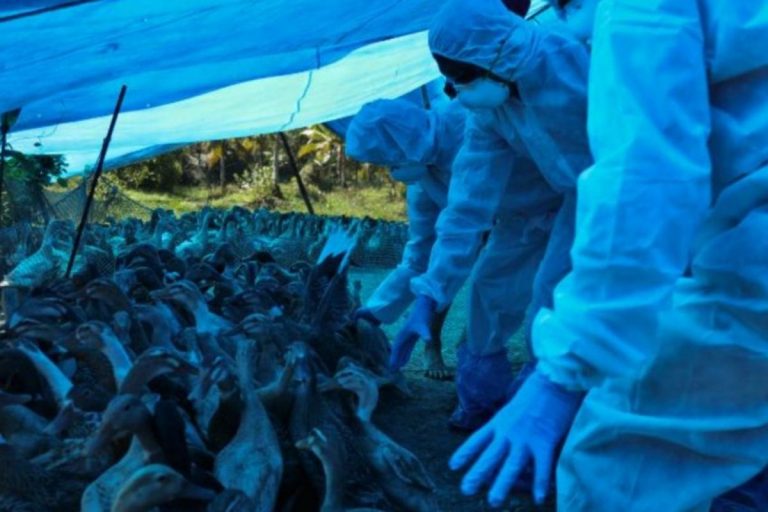 India influenza aviaria
