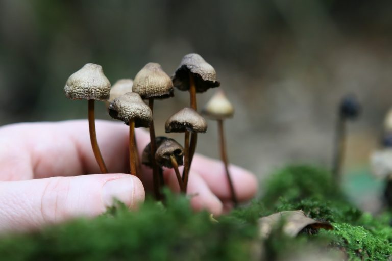inietta funghi allucinogeni ma gli proliferano in corpo