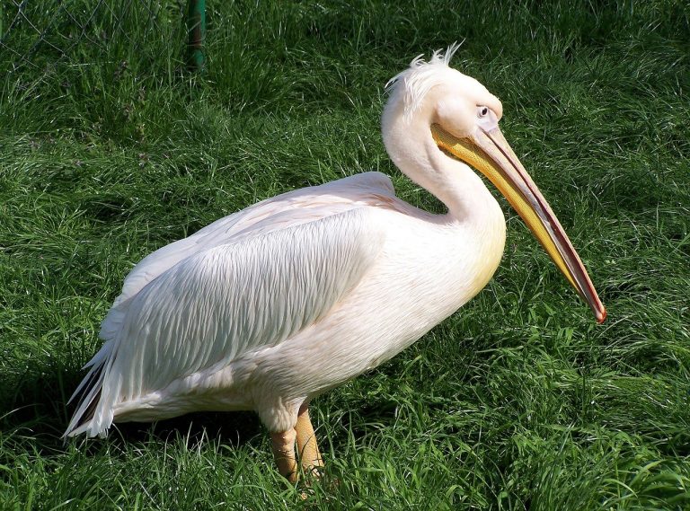 in senegal circa 750 pellicani sono morti a causa del virus H5N1