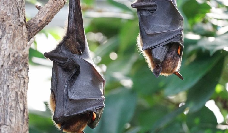 Queensland pipistrelli positivi lyssavirus