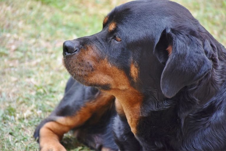 Rottweiler azzanna mamma padrone
