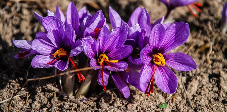 Colchicina-Zafferano-fiore