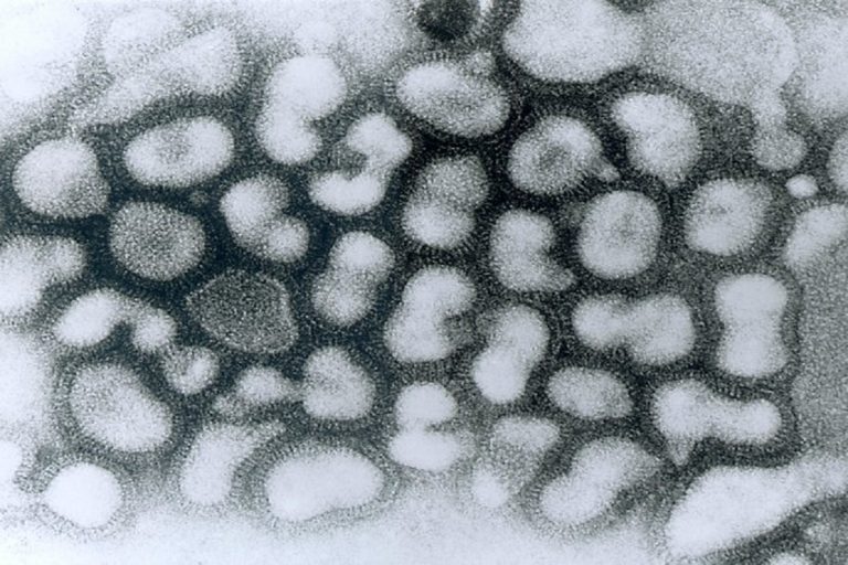 sperimentazione vaccino nanoparticelle