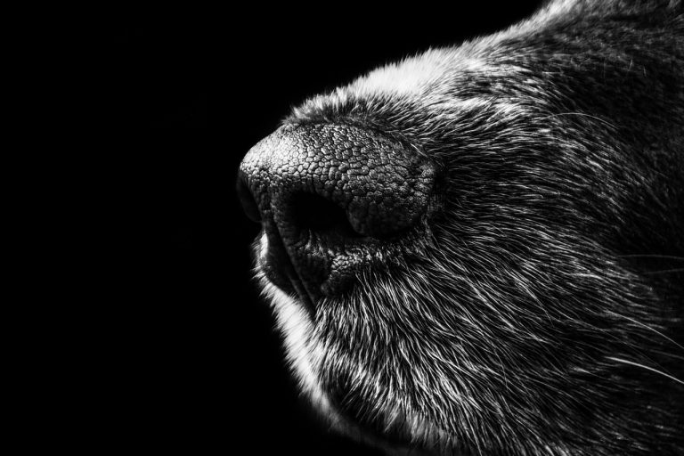 Forlì, cane del vicino avvelenato, la donna è stata condannata