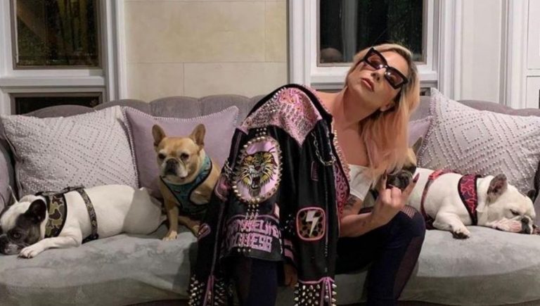 Lady Gaga cani