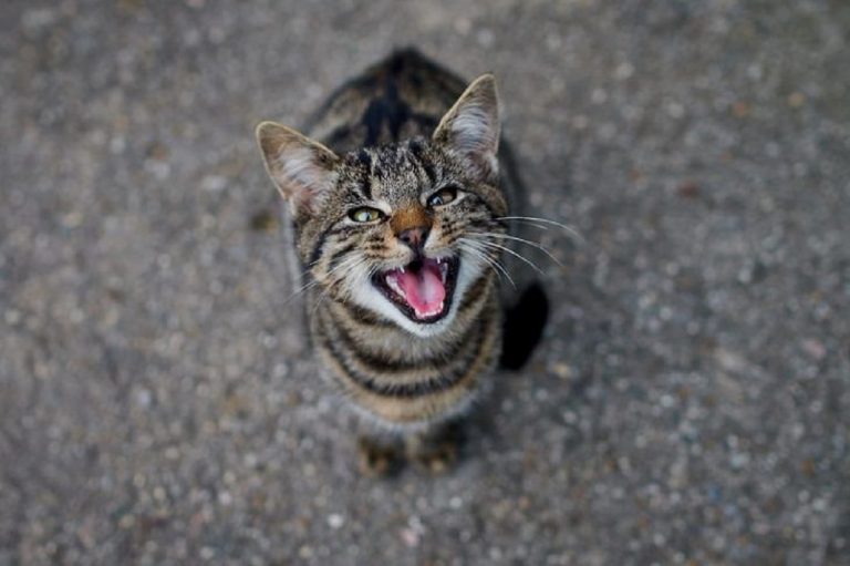 Il gatto miagolando lo sveglia e lui lo spara