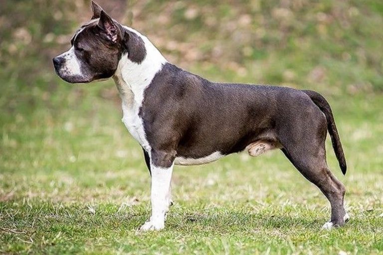 Bergamo, fa prostituire il cane, scoperto poi dalle Iene