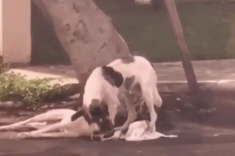 Cane si prende cura dell'amico investito