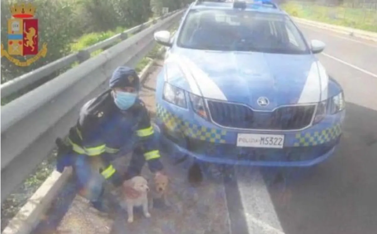 Cani abbandonati a Jerzu e salvati dalla polizia