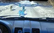 cani color blu in russia forse per rifiuti chimici