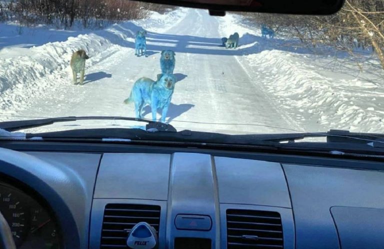 cani color blu in russia forse per rifiuti chimici