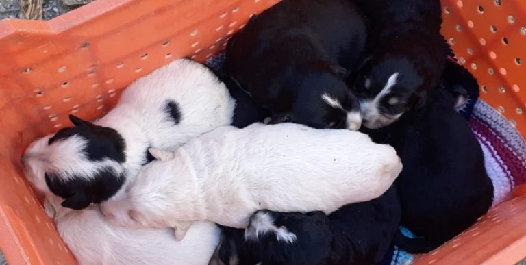 Cuccioli