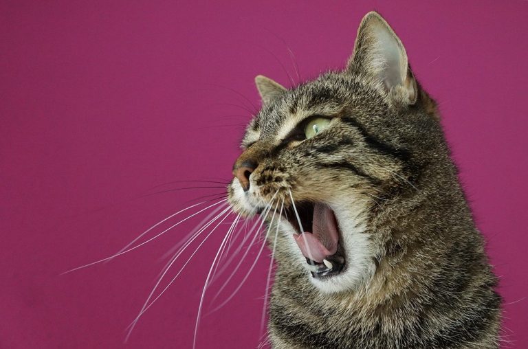 gatto nervoso per stress da lockdown