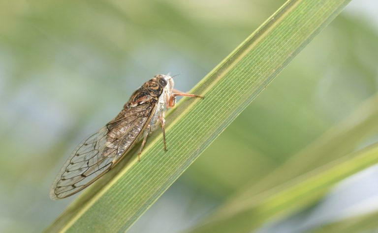 invasione cicale stati uniti