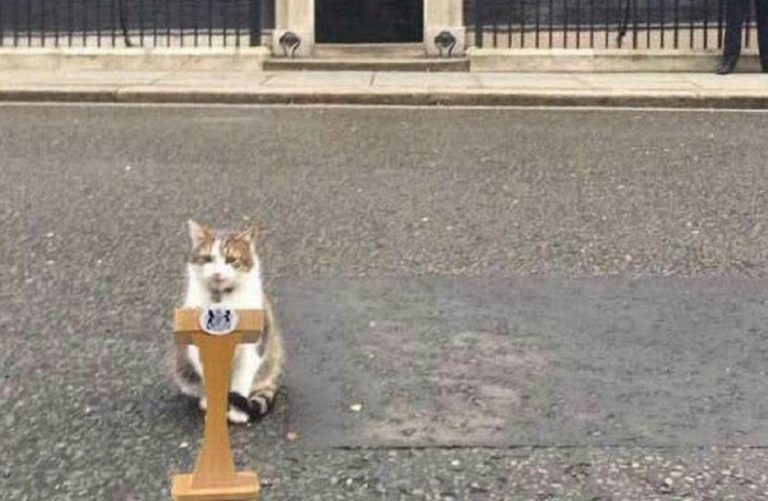 londra gatto larry