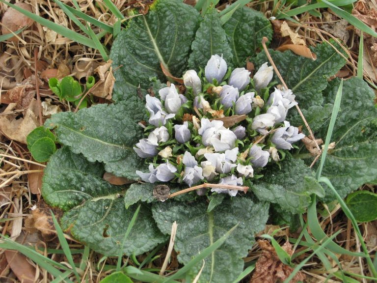 mandragola borragine