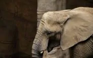 Elefante in un zoo