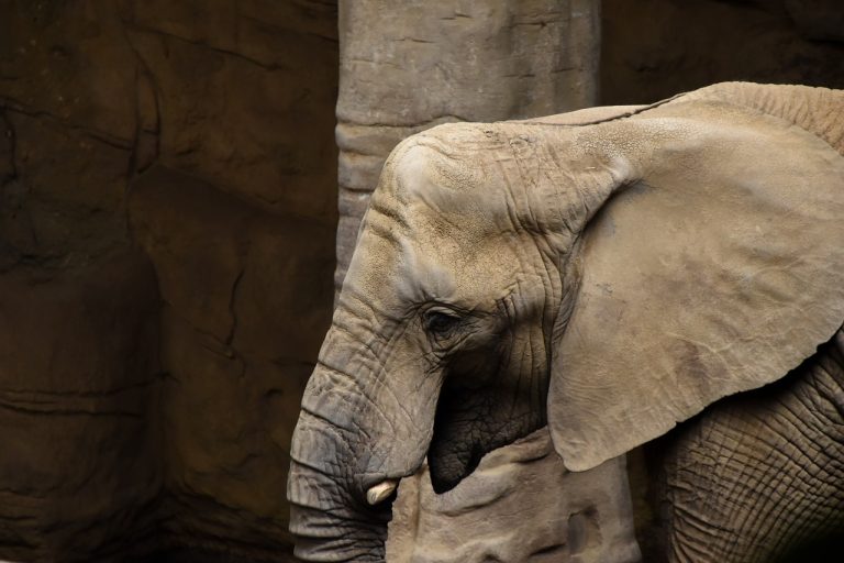Elefante in un zoo