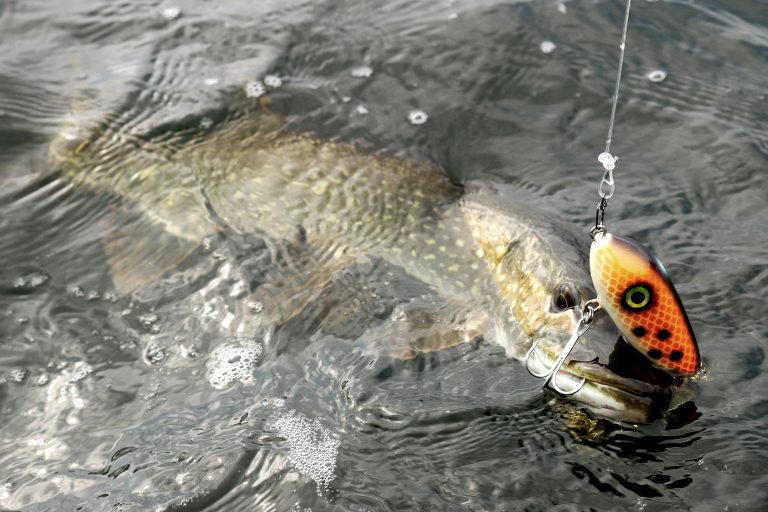 piscor pesca spinning