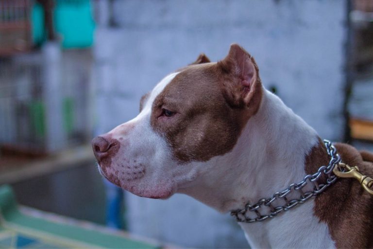roma donna aggredita pitbull