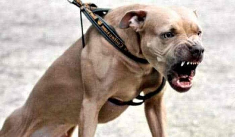 bimbo sbranato pitbull