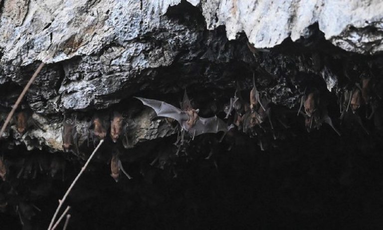 covid simile cina pipistrelli