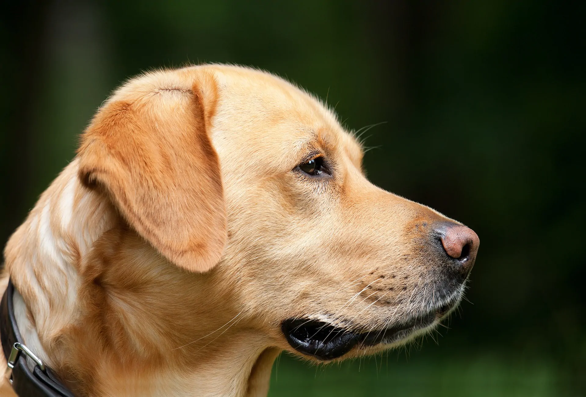 Cani avvelenati dal collare