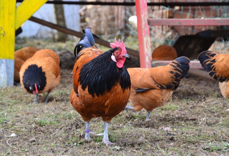 galline carro armato