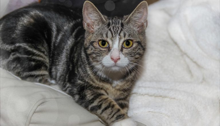 Gatto