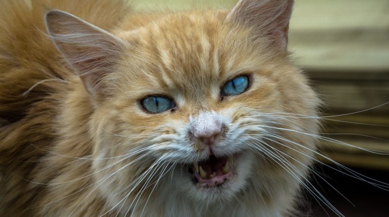Gatto