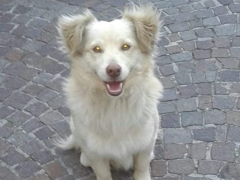 Toelettatura animali, la Lombardia riparte