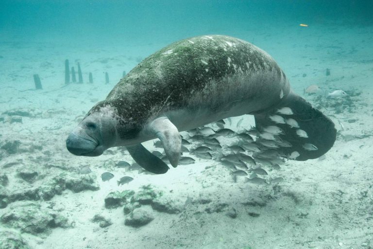 Lamantini morti in Florida, le cause