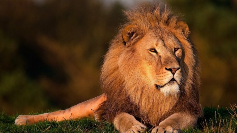 Leone