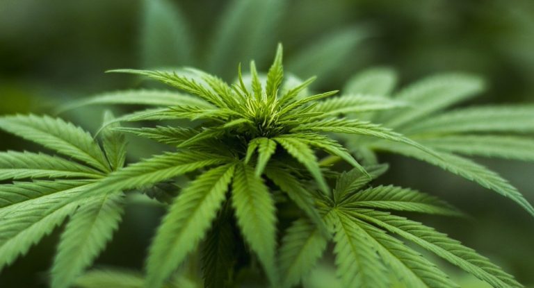 Marijuana