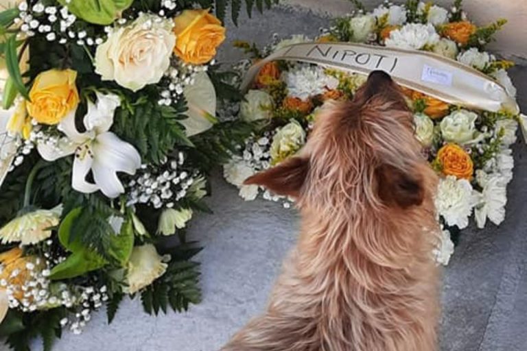muore-padrone-cane-va-a-trovarlo