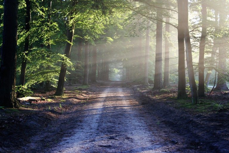 La natura come rimedio allo stress da pandemia