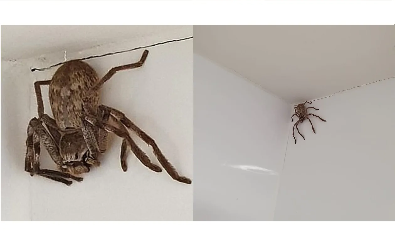 Australia, donna trova ragno cacciatore