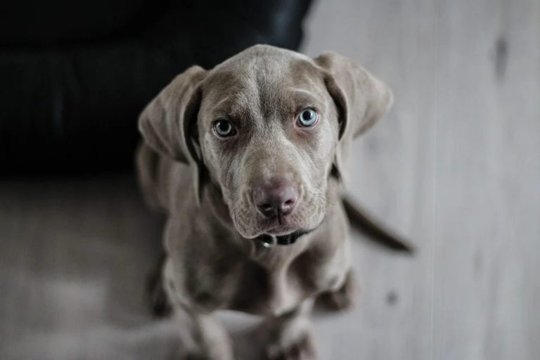 Russia, vaccino contro il Covid-19 per gli animali