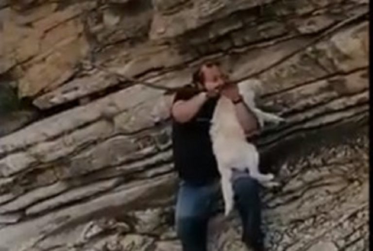 Salva un cane e lo adotta, chef animalista rischia la vita