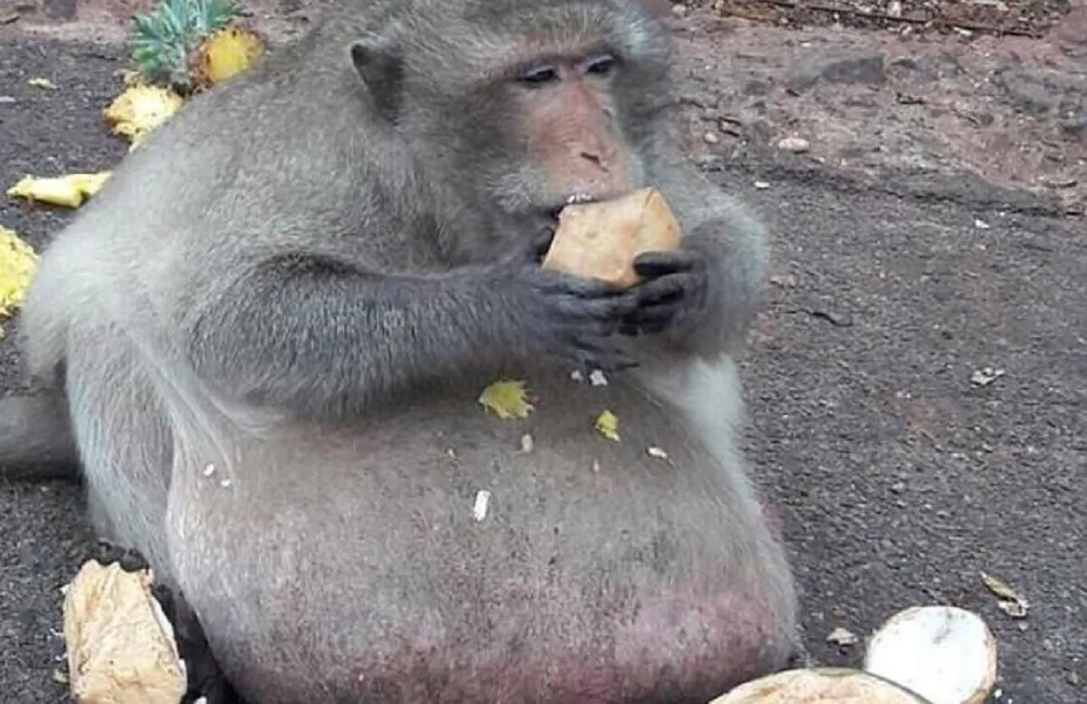 scimmia obesa godzilla