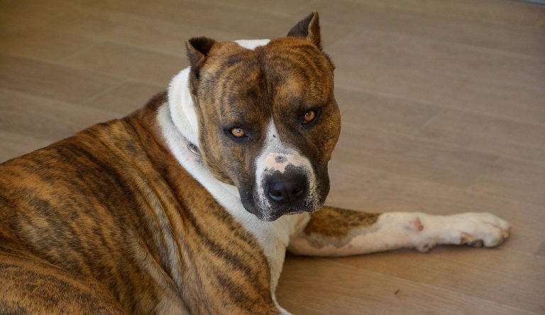 orecchie cane taglia