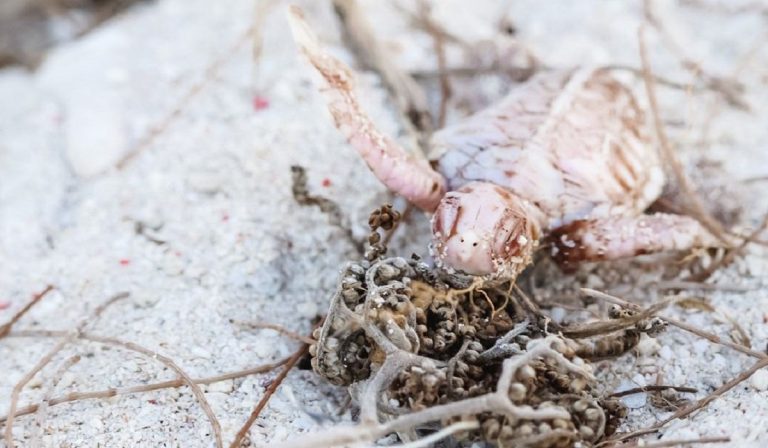 Australia, tartaruga albina neonata: un evento rarissimo