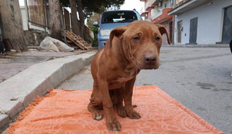 È morto Tyrion, il cucciolo salvato da tre teppisti che volevano impiccarlo