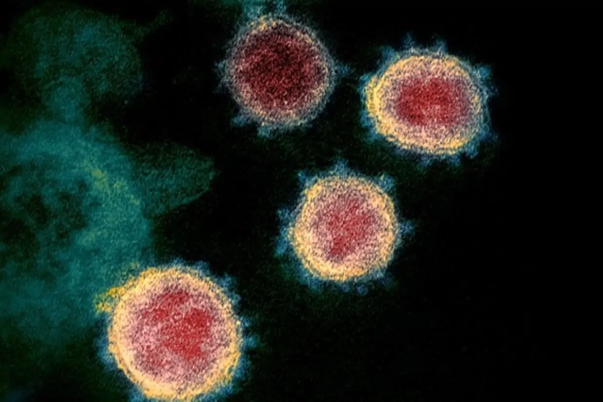 Identificata in Belgio una nuova variante del coronavirus