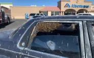 Stati Uniti, 15mila api entrano in una macchina
