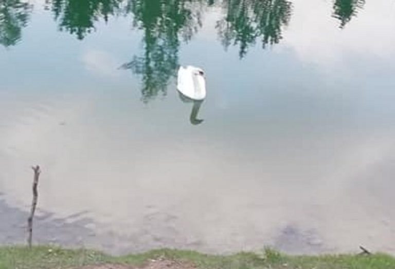 Il cigno Arturo fotografato qualche giorno prima di essere ucciso