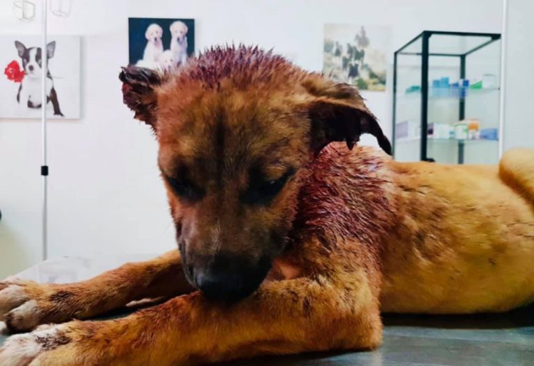 Bambini tagliano orecchie al cane