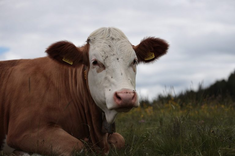 Canada, paura per una malattia simile alla mucca pazza