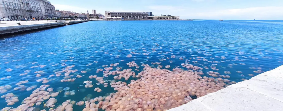 Meduse giganti nel mare triestino