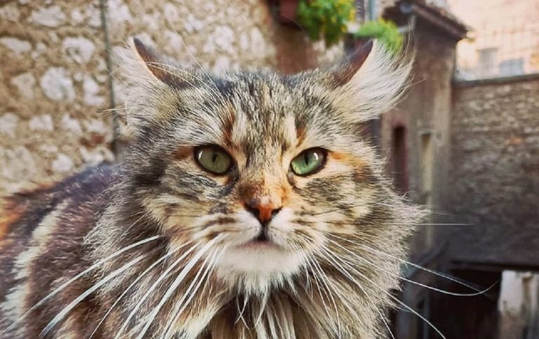 Vaccino covid per gatti, a che punto siamo
